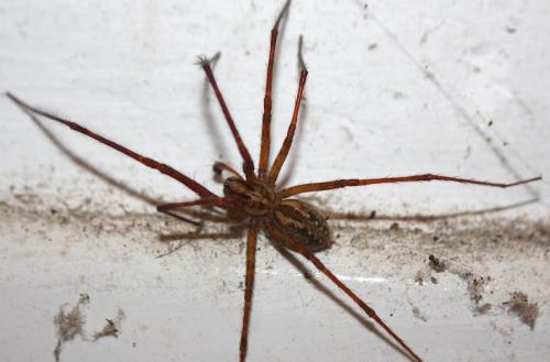 Réf. 221 153 : Eratigena inermis